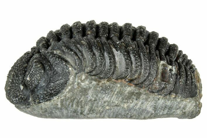 Long, Bumpy Morocops Trilobite - Issoumour, Morocco #323534